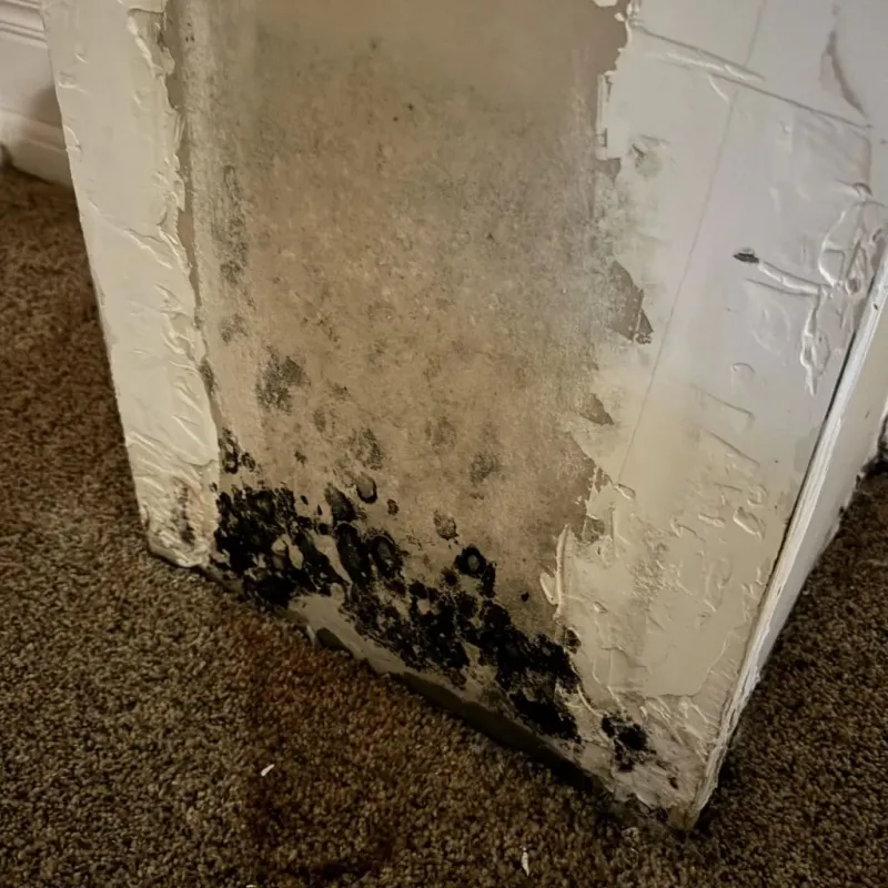 Professional Mold Removal in Farmville, NC